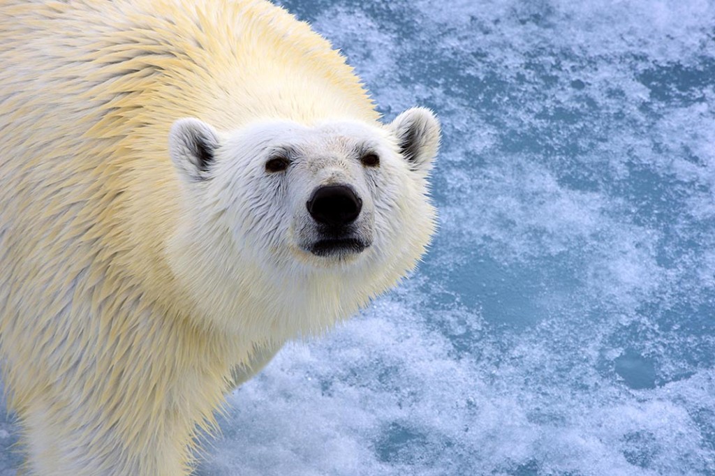 Arctic Expedition