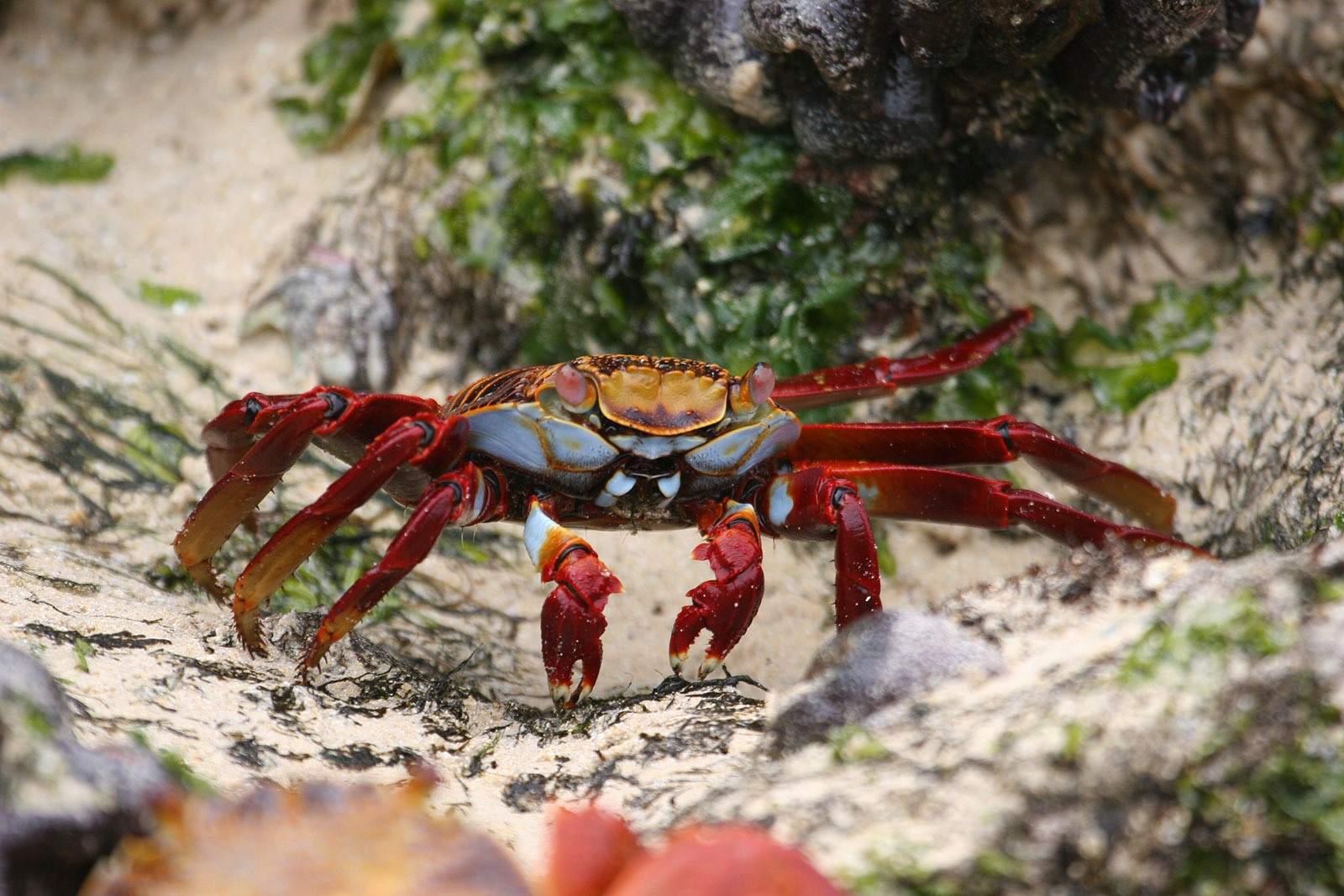 Galapagos Expedition