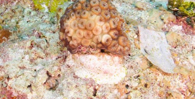 Signs of life - a reattached piece of live coral is looking healthy according to project coordinators. Photo courtesy Cayman Magic Reef Restoration Project