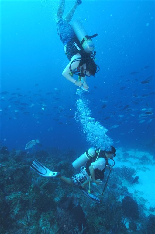 REEF staffers monitor the activity at the aggregation site and record population for valuable data. Photo courtesy the Grouper Moon Project.