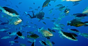 A marine scientist doing field work at the Nassau Grouper aggregation in the waters off Little Cayman. Photo courtesy the Grouper Moon Project