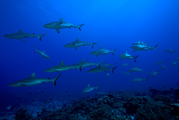 grey-reef-sharks-fakarava-tahiti