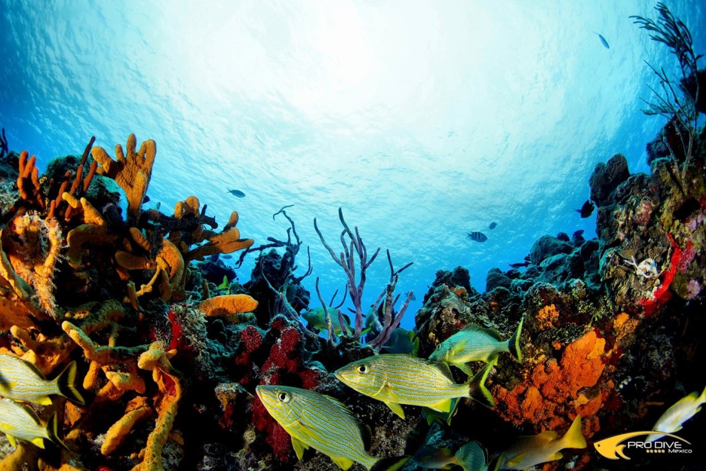 Cozumel Travel Deal