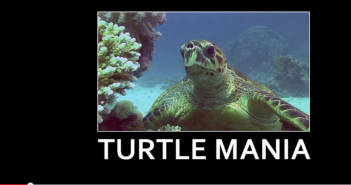 turtlemania2screen