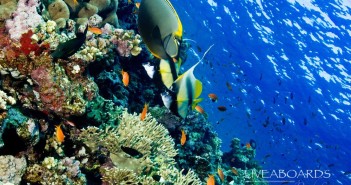 Deep South, Red Sea, Egypt