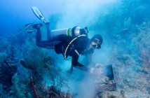Cayman Islands Reef Restoration