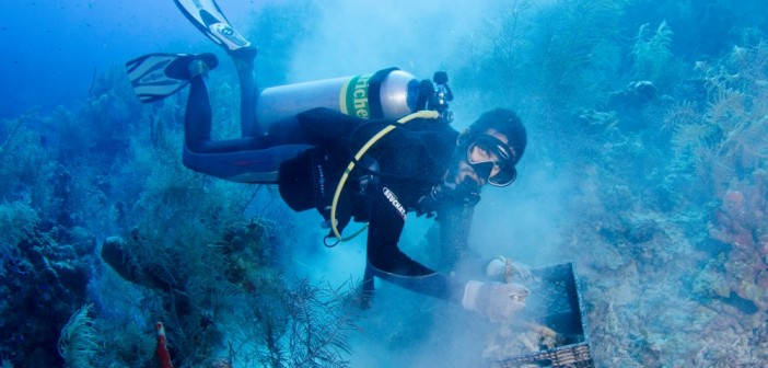 Cayman Islands Reef Restoration