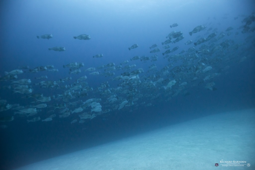 Bumpheads Mating Dance