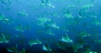 Dave Martin - Mobula Rays, Galapagos