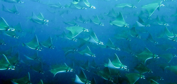 Dave Martin - Mobula Rays, Galapagos