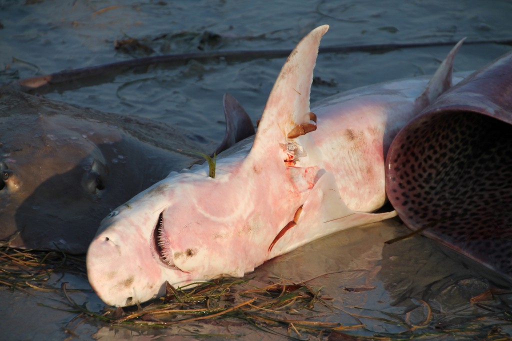 Sharks Killed at an Alarming Rate