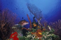 Cayman's reefs are visited by divers from all over the world, and Bob Soto started it all by establishing the first dive operation in the Cayman Islands.