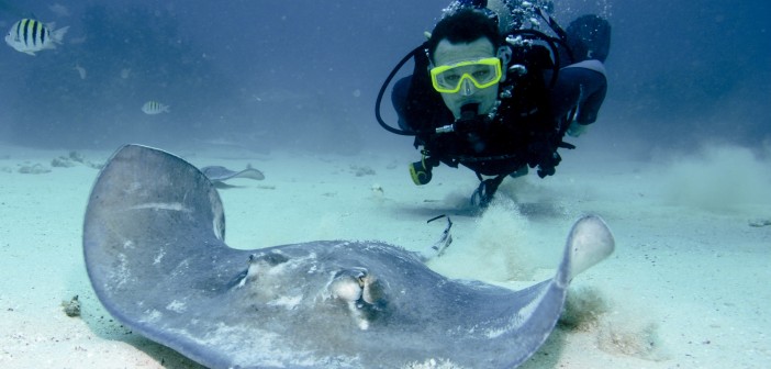 Red Sail Sports runs daily trips to Cayman's #1 tourism attraction - Stingray City! It's an unforgettable experience you won't want to miss. Photo courtesy Red Sail Sports