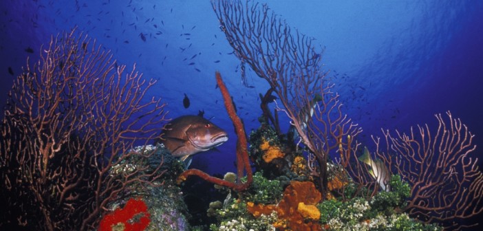 Coral Gardens in the Cayman Islands are brimming with sea life. Photo courtesy Cayman Bottom Times.