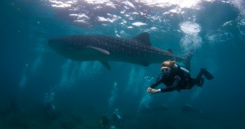 DSC_2719 Diving with a whale shark Maamigili Outside, South Ari Atoll (Medium)