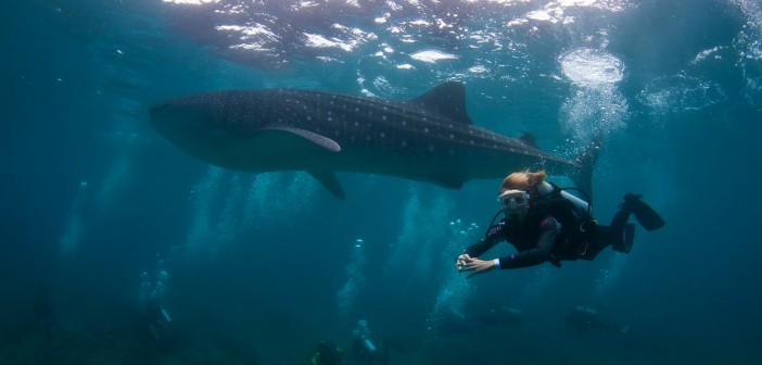 DSC_2719 Diving with a whale shark Maamigili Outside, South Ari Atoll (Medium)