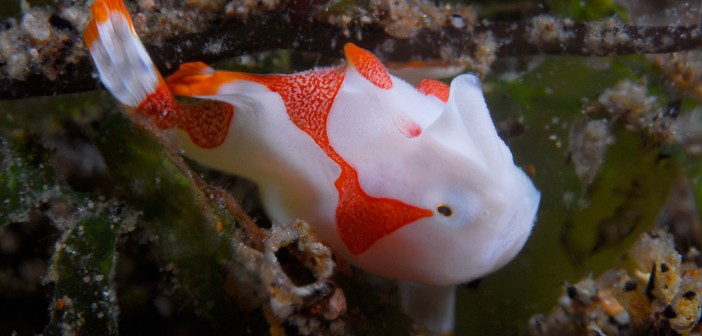 Painted-Frogfish