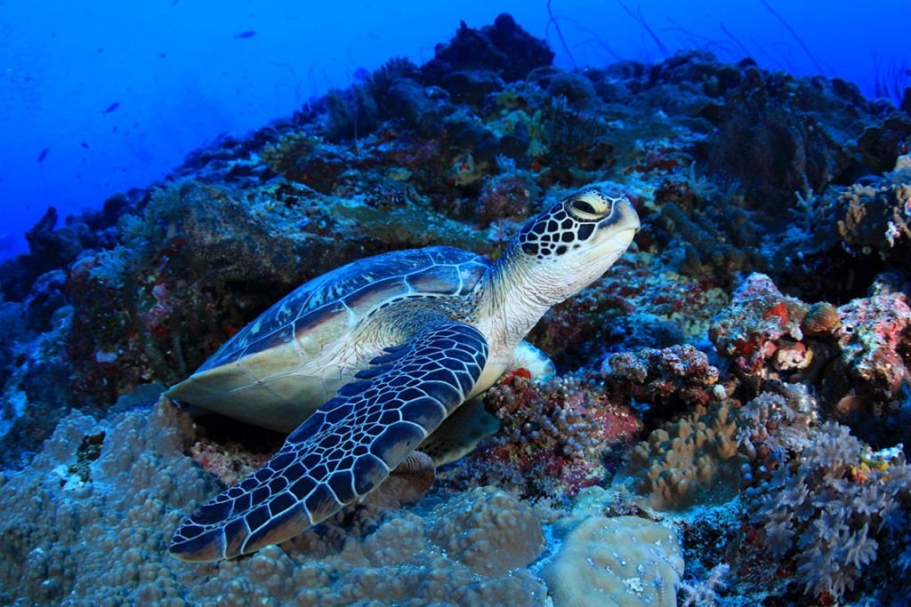 Turtle-palau