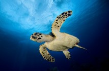 Mr. Soto's legacy is Cayman diving's enduring star power. The Cayman Islands has been voted by divers as the Top Overall Dive Destination in the Scuba Diving Magazine's Reader's Choice Awards.