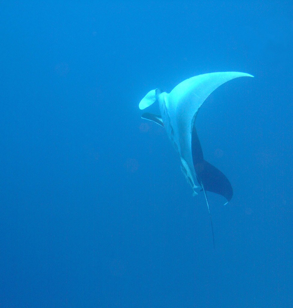 manta-wray-sharm-0608-vertical-vhrRS