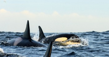 Snorkel With Orcas and Humpback Whales In Norway With Waterproof Expeditions