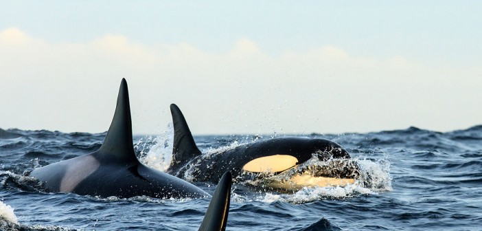 Snorkel With Orcas and Humpback Whales In Norway With Waterproof Expeditions