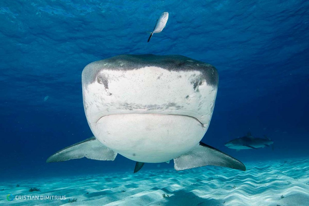 regaldive-28-04-15-bahamas1