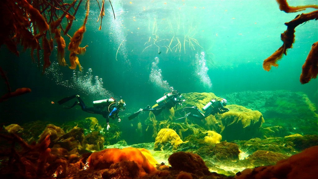 A Day Diving The Cenotes