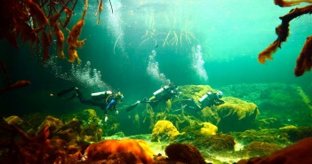 A Day Diving The Cenotes