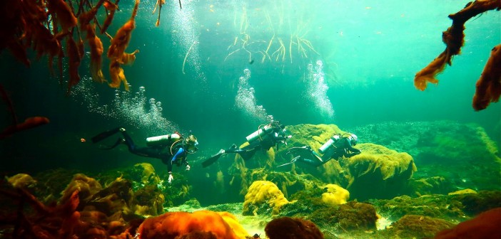 A Day Diving The Cenotes