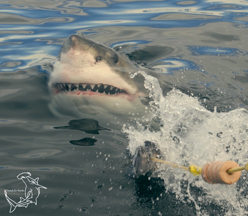 Bait lunge 02 watermarked