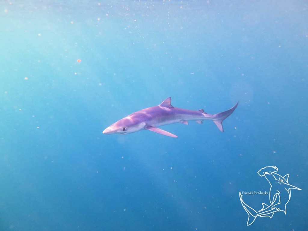 Did “Shark” series from the BBC live up to the hype and achieve its goals? shark