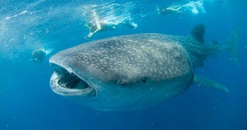 whaleshark-prodivemexico