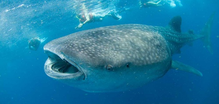 whaleshark-prodivemexico