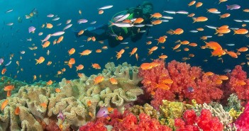 Scuba Dive Asia Launches New and Improved Travel Website for Diving Enthusiasts Scuba Dive Asia