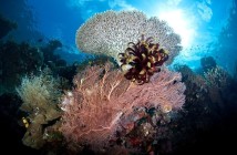 diving-in-raja-ampat