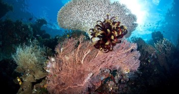 Five Dive Sites that Take Your Breath Away diving-in-raja-ampat
