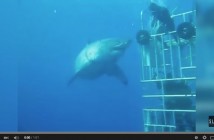 Massive Great White Shark