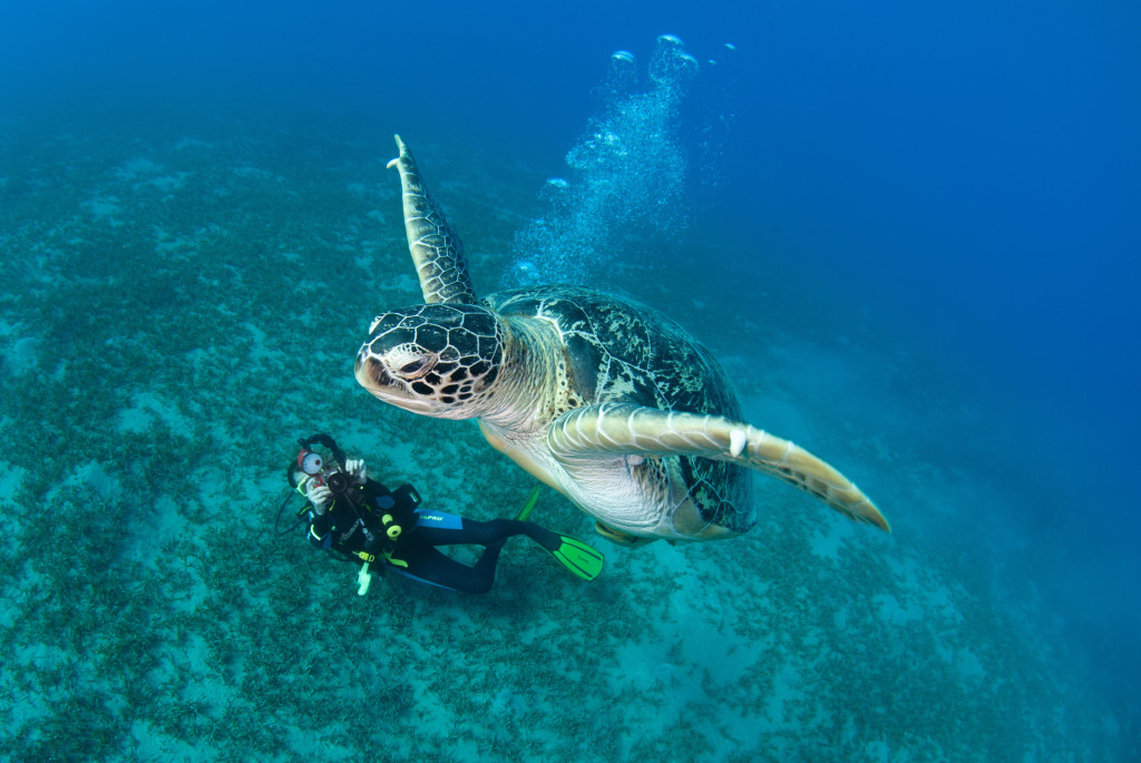 Green Turtle and Diver - Image credit - Malcolm Nobbs