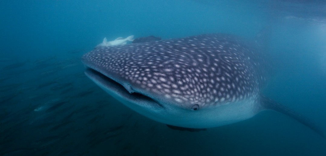 Socorro Islands