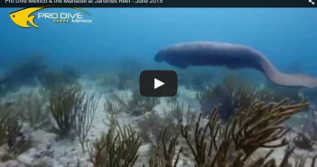 manatee-video-screen