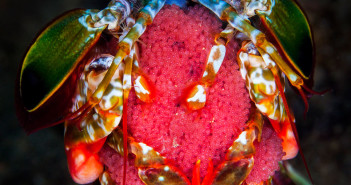 The Philippines: A Divers’ Dream Destination Regaldive Philippines