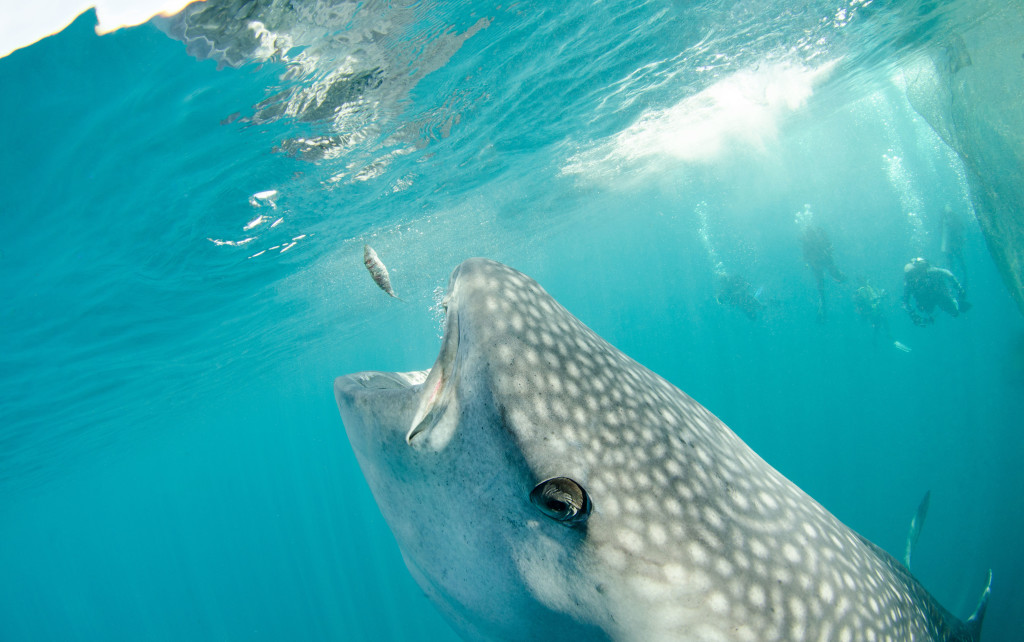 Boutique Beach: New Maldives Hotel in Whale Shark Region