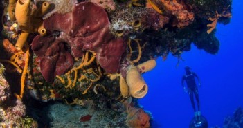 freediving-mexico