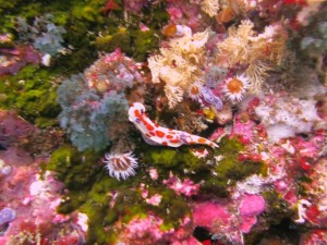 Clown Nudibranch