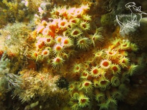 Common Anemones