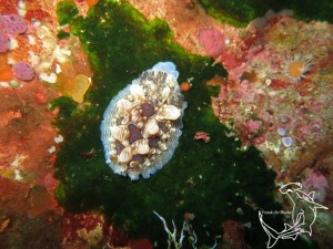 Gem Nudibranch