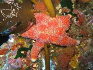 Firebrick Starfish