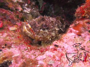 Scorpionfish