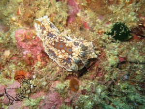 Gem Nudibranch